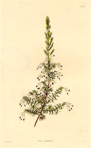 Erica imbricata, (Cape of Good Hope), 1823