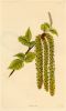 Betula rubra, (Canada), 1823
