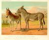 Abyssinian Ass & Female Indian Onager, 1885