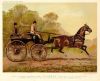 Single Harness Phaeton Horse 'Columbine', 1885