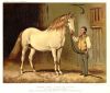 Cream State Carriage Horse, 1885