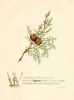 Cypress, 1850