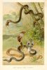 Rat-Snake & Cobras, 1893