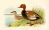 Duck, Branta Rufina, 1895
