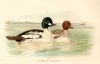 Duck, Clangula Glaucion, 1895