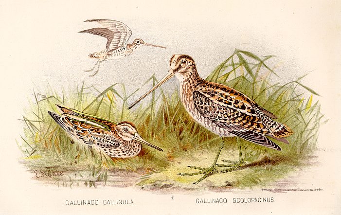 Gallinago Gallinula, 1895