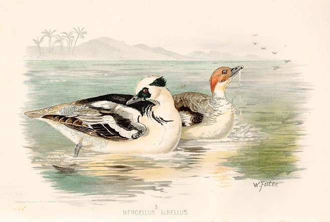 Mergellus Albellus, 1895