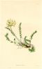Astragalus aristatus (botanical), 1823