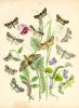 Butterflies, 1882