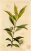 Nauclea adina (botanical), 1823