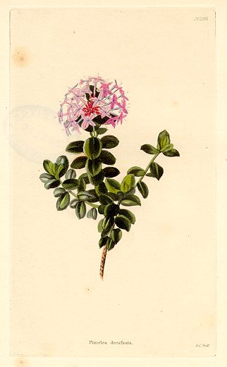 Pimelea decufsata (botanical), 1823