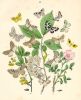 Butterflies, 1882