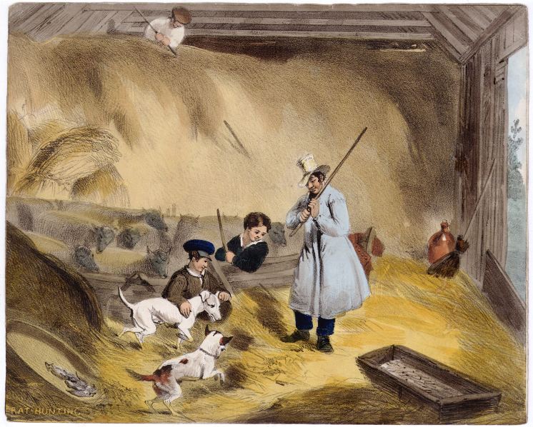 Rat Hunting, 1850
