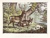 Fallow Deer - Buck & Doe, 1870
