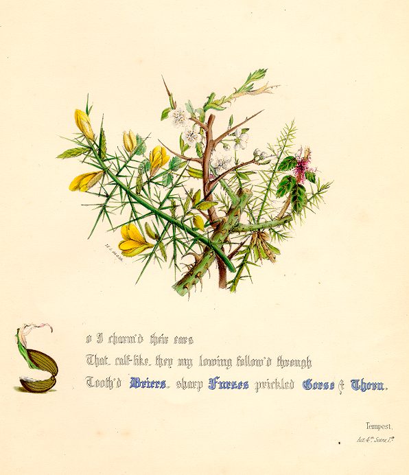 Flowers of Shakespeare (Tempest), by Jane Elizabeth Giraud, 1845