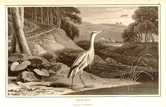 Heron, 1807