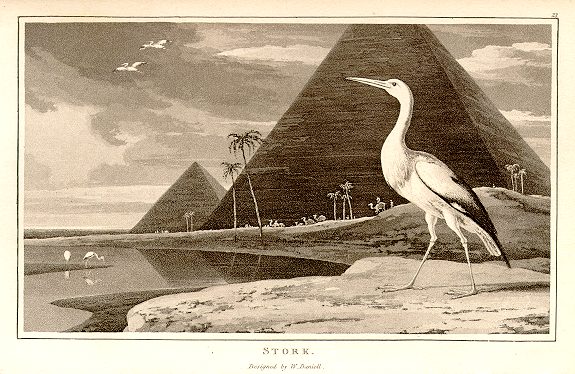 Stork (in Egypt with the Pyramids), 1807