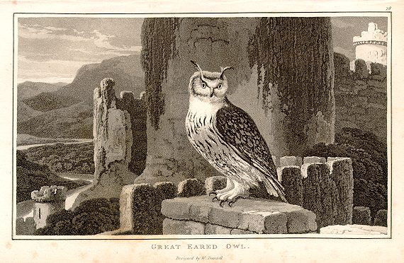 Great Eared Owl, 1807
