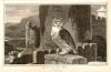 Great Eared Owl, 1807