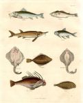 Various fish, Kelly, London, c1830