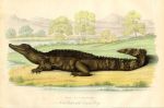 Alligator, 1830