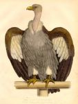 Vulture, 1830