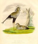 Secretary bird, 1830