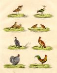Various birds, 1830