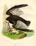 Condor, 1830