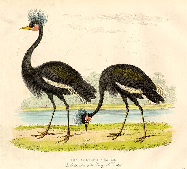 Cranes, 1830