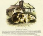 Guinea Pig, 1840