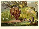 Rhinocerous, 1890