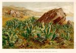 Prickly-Pears in Mexico, 1895