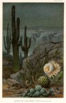 Queen of the Night (cactus), 1895