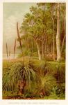Eucalyptus Grove in Australia, 1895