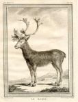 Reindeer, 1760