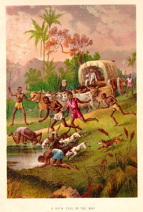 Africa, Rain Pool by the Way, Stanley & Africa, 1890