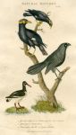 Birds - Gracle, Wattle-Bird & Oyster Catcher, 1819