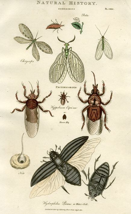 Insects - Flies & Beetles, 1819