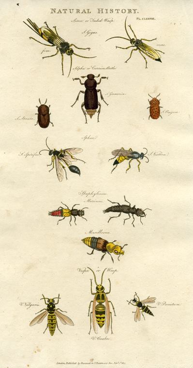 Insects - Wasps, 1819