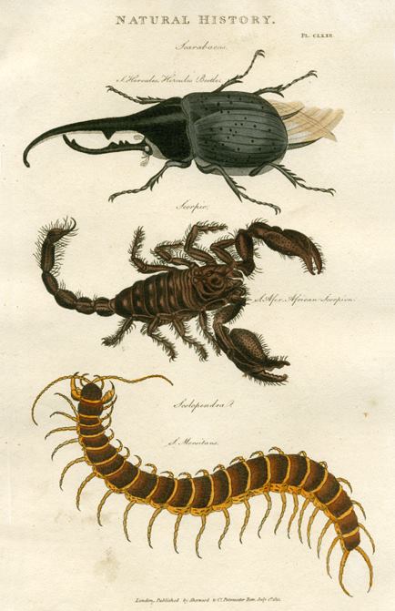 Insects - Scarab Beetle, Scorpion and Centipede, 1819