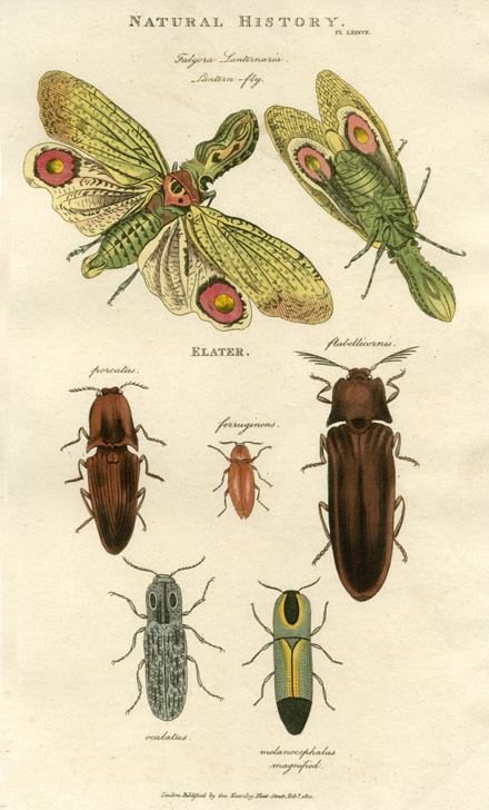 Insects - Lantern Fly & Click Beetle, 1819