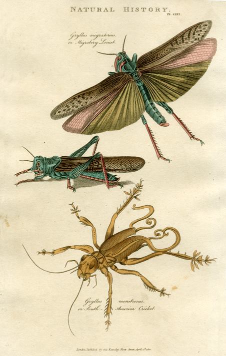 Insects - Locust & Cricket, 1819