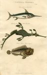 Swordfish, Horrid Scorpaena & Pipe Fish, 1819