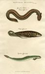 Eels, with Electric Eel, 1819