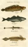 Burbot, Coal Fish, Stickleback & Goby, 1819