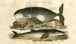 Common Whale & Fin backed Whale, 1819