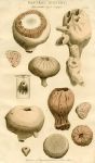 Fossils, 1819