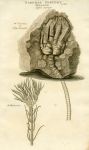 Fossil Zoophytes, 1819