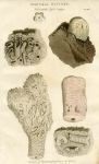 Fossil Zoophytes, 1819